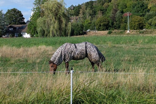 Ein Zebra auf einer deutschen Weide. Aber das Zebra ist eigentlich ein Pferd, dass ein Zebra gemusterten Hitzeschutzfummel trägt.