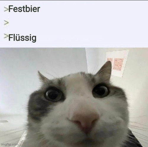 Nahaufnahme einer Katze, die direkt in die Kamera schaut.

Text: Festbier .... Flüssig