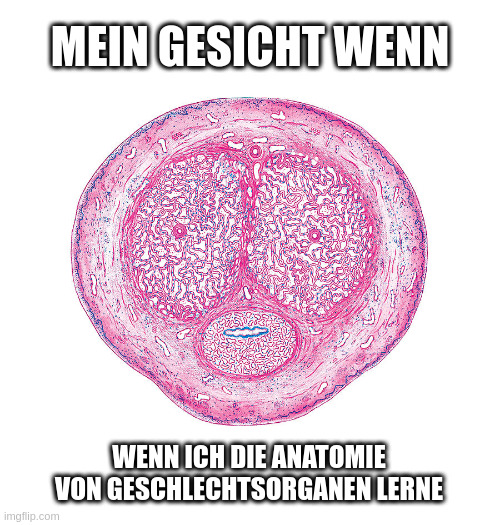 Angefärbter, sog. histologischer Querschnitt durch einen Penis, der einem erschrockenen Emoji ähnelt. Beschriftung: Mein Gesicht wenn / wenn ich die Anatomie von Geschlechtorganen lerne