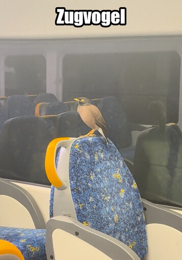 Ein Vogel, der in einem fahrenden Zug auf der Oberseite der Rückenlehne eines blauen Sitzes hockt. Darüber der Text: "Zugvogel".