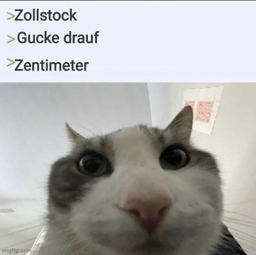 Bild einer Katze in Nahaufnahme, die direkt in die Kamera schaut.
Text: 
Zollstock
Gucke drauf
Zentimeter
