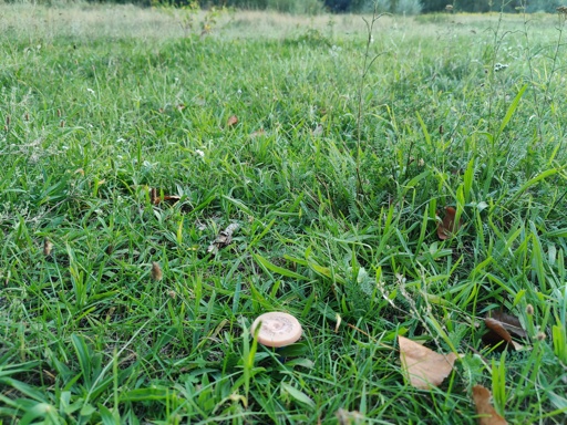 Foto einer Wiese mit einem Vermessungspunkt, der wie ein Steinpilz aussieht