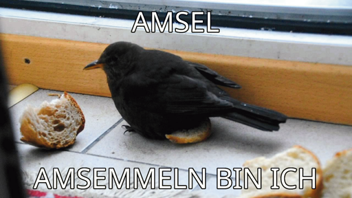 Amsel auf dem Boden mit Semmelstücken. Text: Ansel. Am Semmeln bin ich